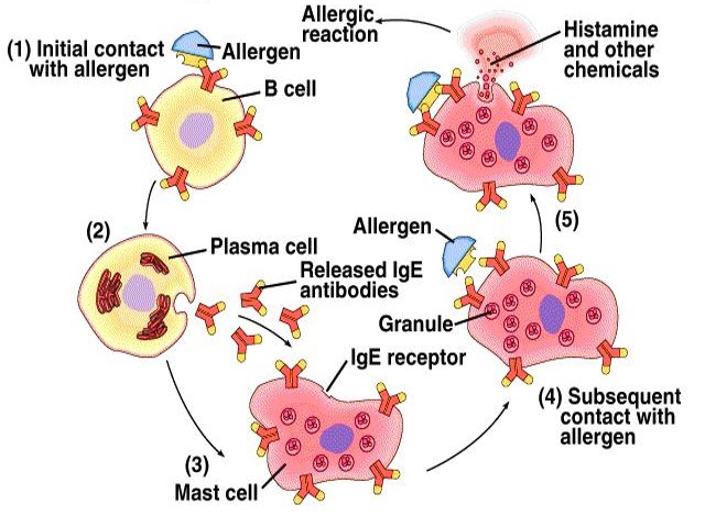 Diagram of the IgE-mediated allergic reaction, from initial contact with an allergen through to histamine release