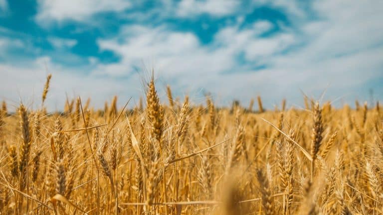 A field of ripening wheat