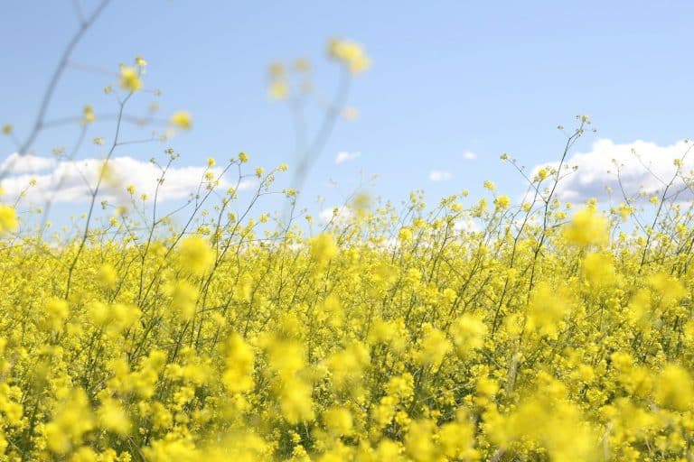 A field of yellow mustard-family flowers under a clear sky