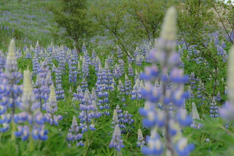 A field of purple lupin flowers