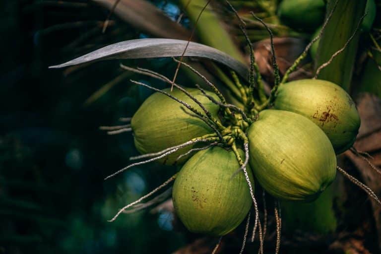 Green coconuts hanging from a palm tree