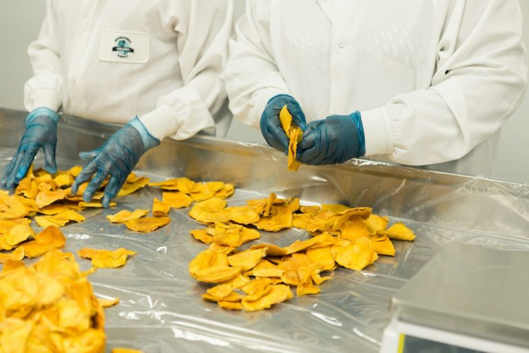 A worker in gloves sorting pieces of dried mango on a stainless steel tray.