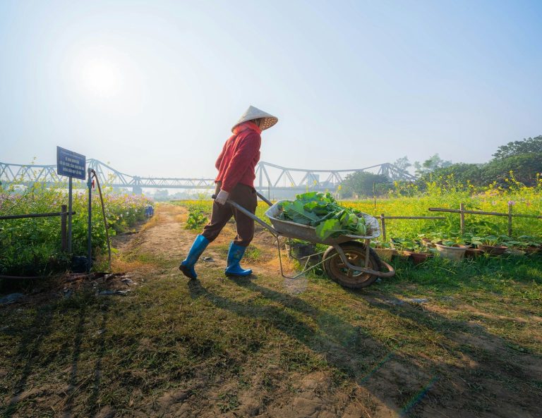A farm worker pushing a wheelbarrow of fresh produce along a field path.