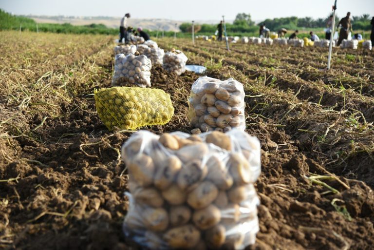 Mesh bags of harvested potatoes sit in rows across a field while workers collect the crop in the distance.