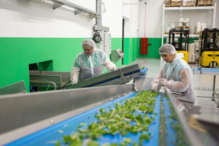 Two workers in protective clothing and hairnets sort green vegetables on a conveyor in a food processing room.